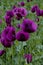 Detail of a beautiful purple poppy