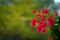 Detail of a beautiful red buganvillae with the blurred green background in Crete