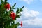 Detail of a beautiful red hibiscus in a garden of Agios Nikolaos