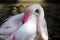 Detail of beautiful rose head greater flamingo Phoenicopterus roseus with dark background