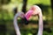 Detail of beautiful rose head greater flamingo Phoenicopterus roseus with green background