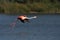 Detail of beautiful rose head greater flamingo Phoenicopterus roseus is landing on water of pond