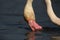 Detail of beautiful rose head greater flamingo Phoenicopterus roseus during typical seeking of his invertebrate prey