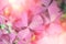 Detail beautiful trefoil, pink plants. Sunny. Toned. Horizontal background.