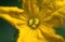 Detail of beautiful yellow flower of cucumber blooming in greenhouse. Extreme close-up