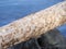 Detail of beaver gnawed trees on the bank of a river with teeth marks