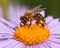 Detail of bee or honeybee, european or western honey bee sitting on the yellow violet or blue flower