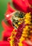 Detail bee or honeybee in Latin Apis Mellifera, european or western honey bee pollinated red and yellow flower