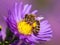 Detail bee or honeybee in Latin Apis Mellifera, european or western honey bee sitting on the yellow violet or blue flower