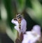 detail of a bee inside a flower of sage