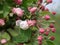 Detail bench from a apple tree with buds before shortly before flowering