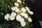 Detail of a big wild bouquet of daisies