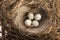 Detail of bird eggs in nest