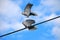 The detail of the birds on the wire , pigeon