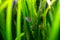 Detail of black beard algae or brush algae Audouinella sp., Rhodochorton sp. growing on aquarium plant leaves with blurred