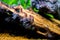 Detail of black beard algae or brush algae Audouinella sp., Rhodochorton sp. growing on an aquarium trunk with blurred