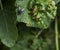 Detail of a black fly on a green leaf