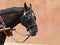 Detail of Black Horse Head in Bridle with Red Wall in Background