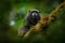 Detail of Black Mantle Tamarin monkey, Saguinus nigricollis graellsi, from Peru. Wildlife scene from nature. Tamarin siting on the