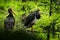 Detail of black stork. Wildlife scene from nature. Bird Black Stork with red bill, Ciconia nigra, sitting on the nest in the