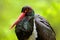 Detail of black stork. Wildlife scene from nature. Bird Black Stork with red bill, Ciconia nigra, sitting on the nest in the