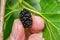 Detail of blackberry being picked by a woman`s fingers