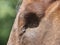 Detail of blind horse head. Horse without eye ball