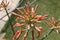 Detail of blooming aloe vera flower