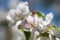 Detail of a blooming apple tree