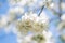 Detail of a blooming apple tree