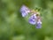 Detail of blooming catmint