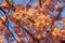 Detail of blooming japanese cherry tree, pink blossoms at sunset