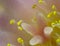 Detail of blooming Lophophora Williamsii - Peyote cactus