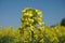 Detail of blooming rapeseed, Brassica napus