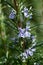 Detail of blooming rosemary in garden