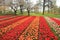 Detail, blooming tulips and trees with blossom in flower garden Keukenhof in spring.