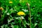 Detail of blooming yellow dandelions on grass at sunrise. Spring green meadow with dandelions. Spring flower