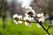 Detail of blossom apricot tree