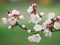 Detail of blossom apricot tree