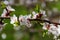 Detail of blossom apricot tree