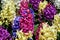 Detail of blossoming colorful fragrant cultivars of Common Hyacinth flowers, latin name Hyacinthus Orientalis.