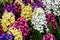 Detail of blossoming colorful fragrant cultivars of Common Hyacinth flowers, latin name Hyacinthus Orientalis.