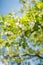 Detail of blossoming robinia tree with extremely soft background