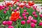 Detail of blossoming tulips in spring gardens with red flower in focus