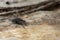 Detail of a blowfly sitting on a wooden board