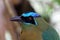 Detail of a blue crowned Motmot