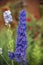 Detail of a blue flower lobster wildly growing in a forest in the highlands