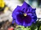 Detail of blue flower of Viola plant