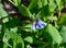 Detail of the blue flowers and purple buds of Virginia bluebells with green leaves in the background.