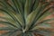 Detail of blue-green agave cactus leaf spray